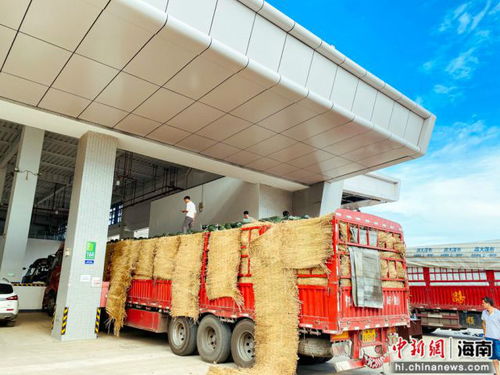 海口市菜籃子江楠農產品批發市場開業 部分區域限期免租